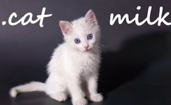 .cat Milk